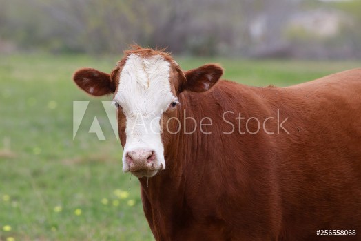 Picture of Farming Ranch Angus and Hereford Cattle